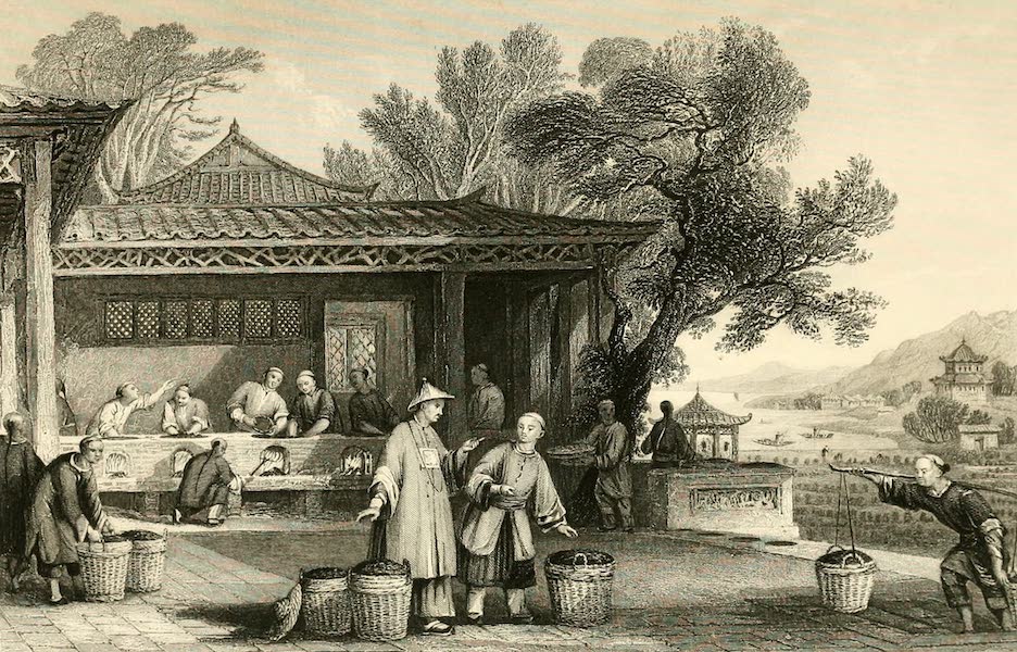 China in a Series of Views Vol. 1 - The Culture and Preparation of Tea (1843)