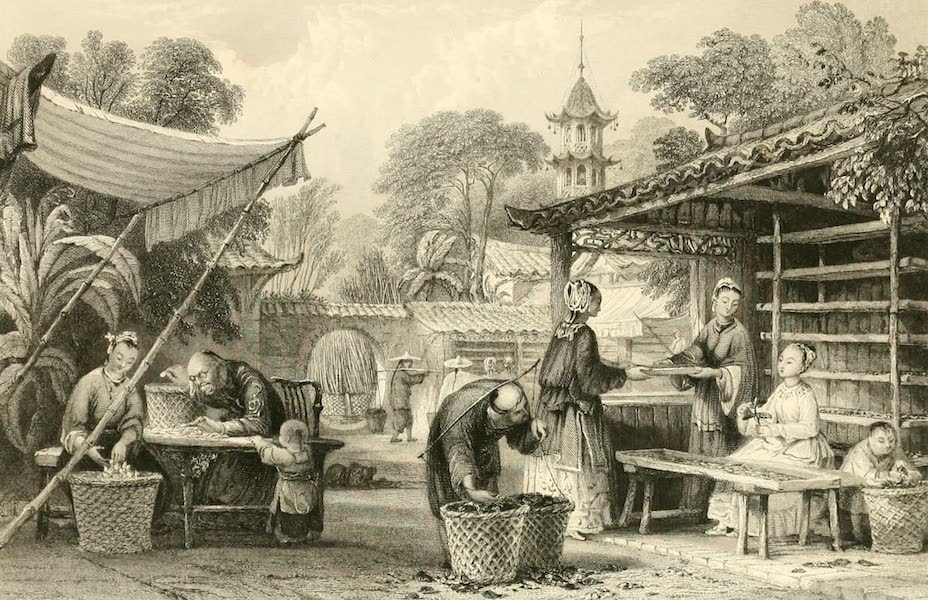 China in a Series of Views Vol. 1 - Feeding Silkworms and Sorting the Cocoons (1843)