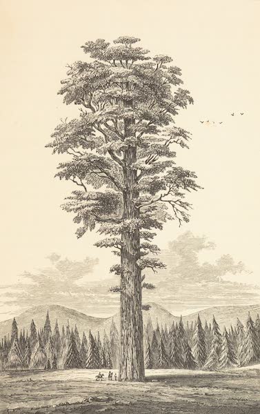 Journey from the Mississippi Vol. 1 - <i>Sequoia gigantea (Wellingtonia gigantea)</i> (1858)