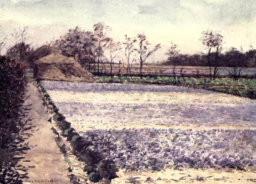 Dutch Bulbs and Gardens, Painted and Described - A Crocus Field (1909)