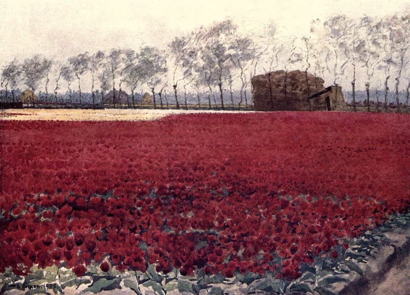 Dutch Bulbs and Gardens, Painted and Described - "Whose leaves with their crimson glow Hide the heart that lies burning and black below" (1909)