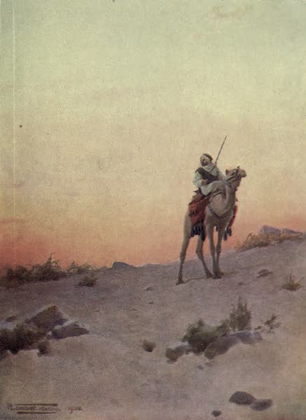 A Desert Scout