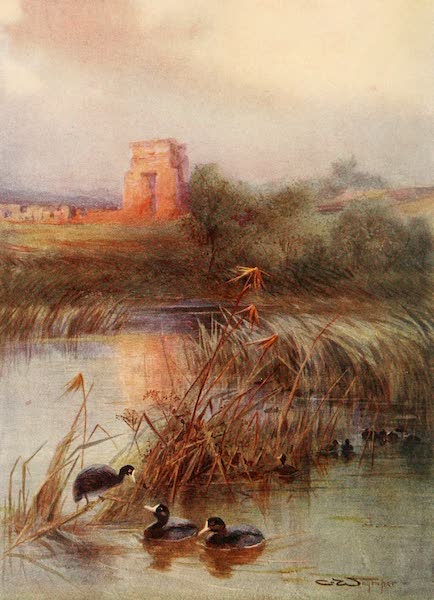 Egyptian Birds - Coot (1909)