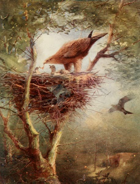 Egyptian Birds - Egyptian Kite (1909)