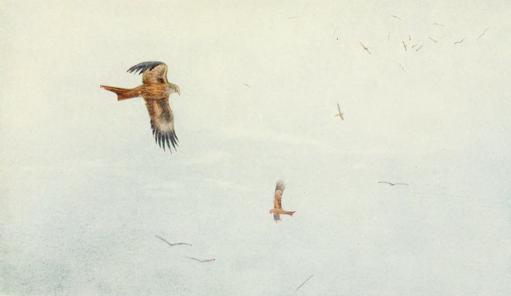 Egyptian Birds - Kites in Flight (1909)