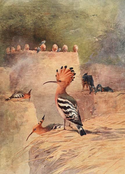 Hoopoe