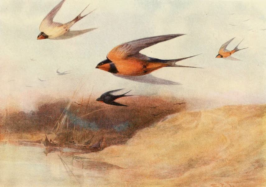 Egyptian Birds - Common Swallow and Egyptian Swallow (1909)