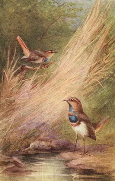 Egyptian Birds - Blue-throated Warbler (1909)