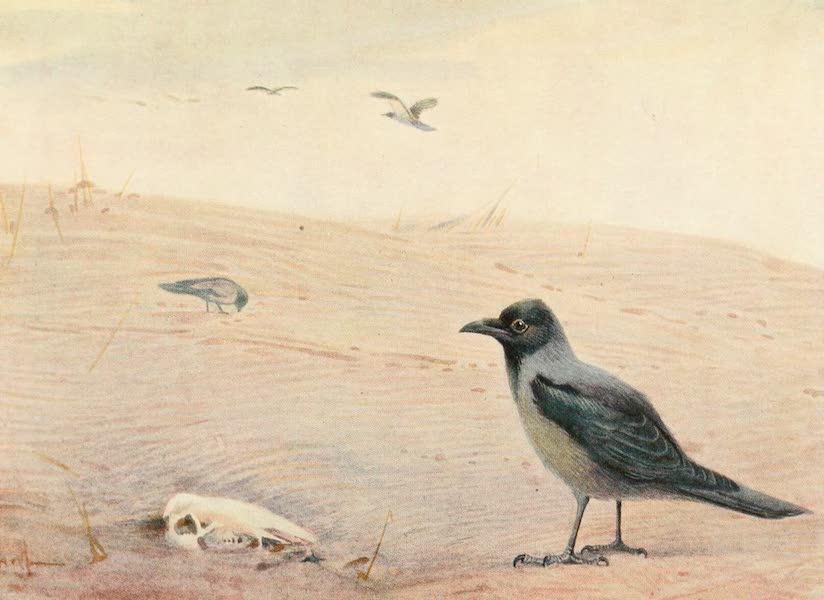 Hooded Crow