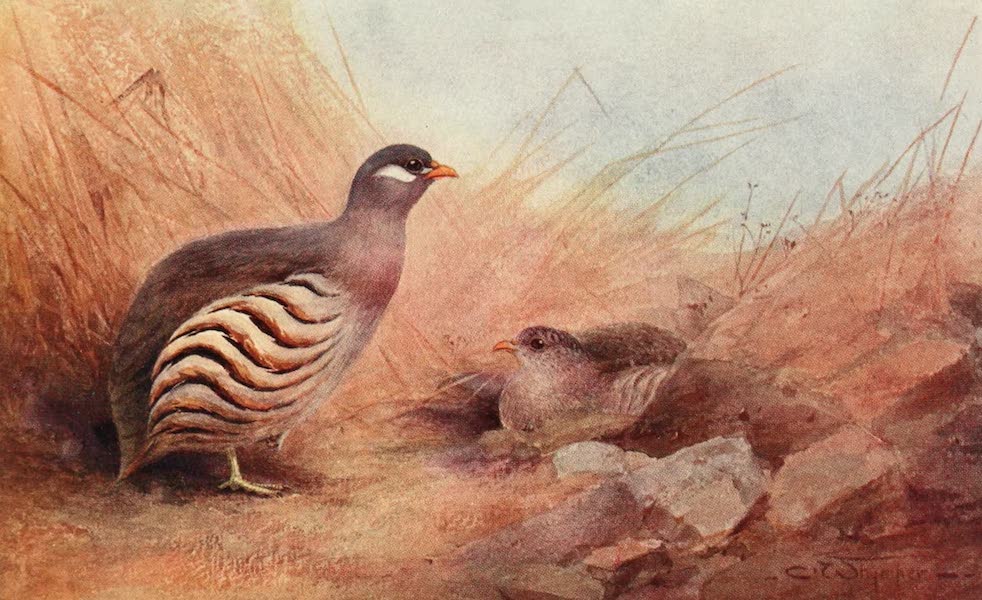 Egyptian Birds - Hey's Sand-Partridge (1909)