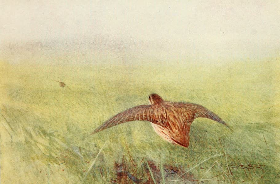 Egyptian Birds - Quail (1909)