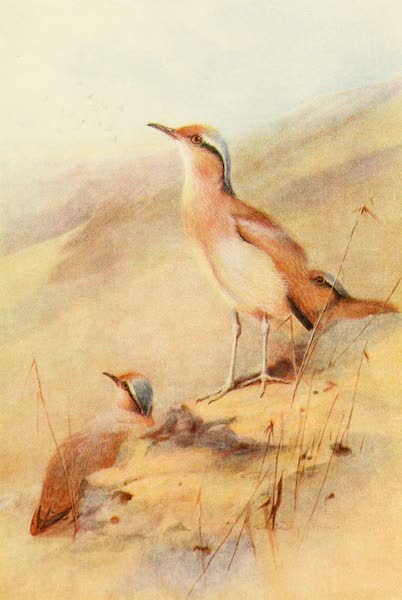 Egyptian Birds - Cream-coloured Courser (1909)