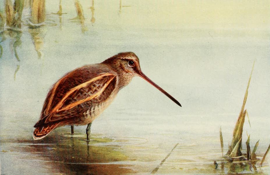 Egyptian Birds - Common Snipe (1909)