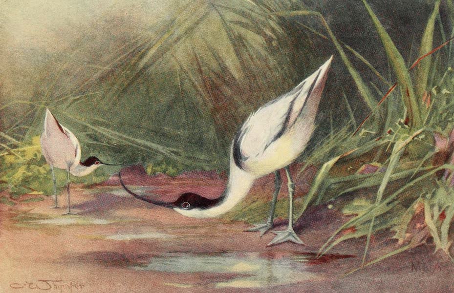 Egyptian Birds - Avocet (1909)