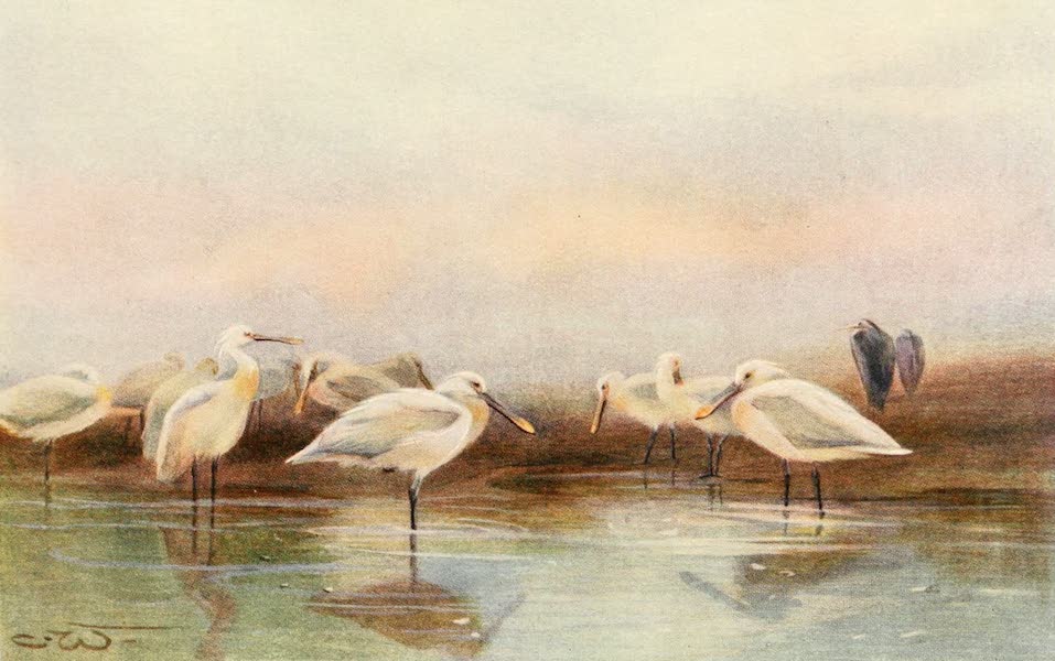 Egyptian Birds - Spoonbills (1909)