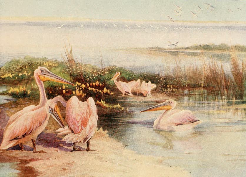 Egyptian Birds - White Pelicans (1909)