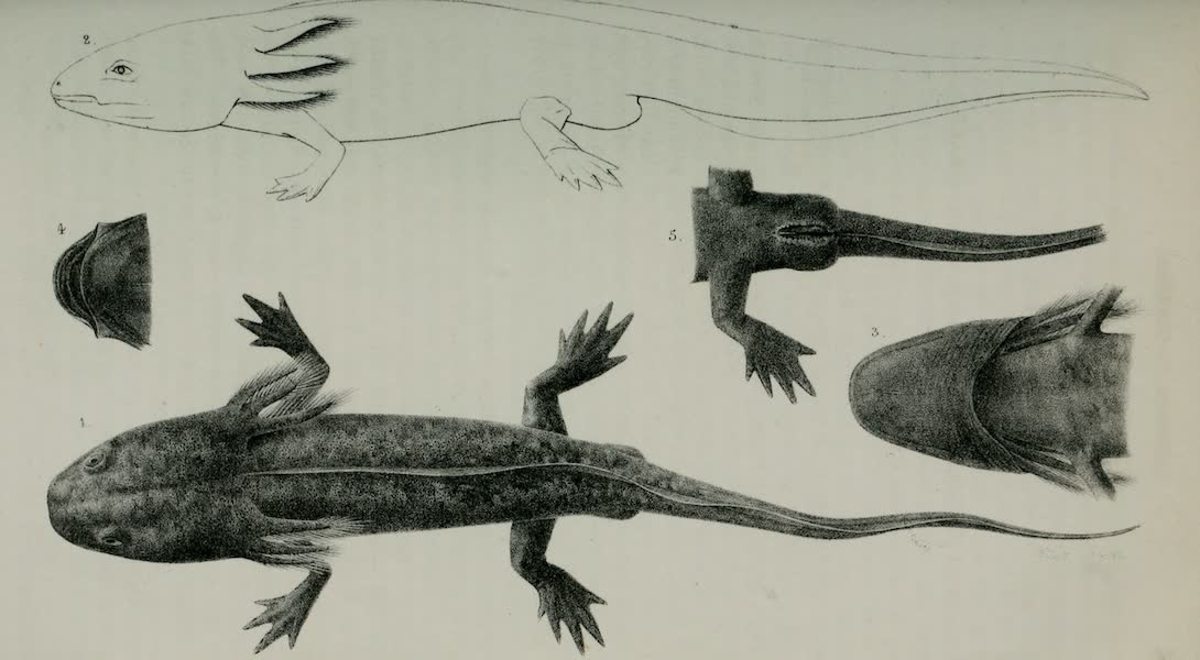 Exploration and Survey of the Valley of the Great Salt Lake of Utah - Reptiles: Siredon Lichenoides, Plate I (1852)