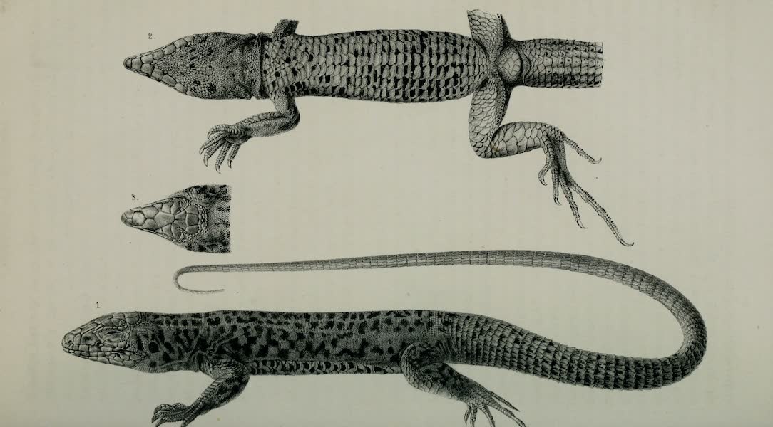 Exploration and Survey of the Valley of the Great Salt Lake of Utah - Reptiles: Cnemidophorus Tigris, Plate II (1852)