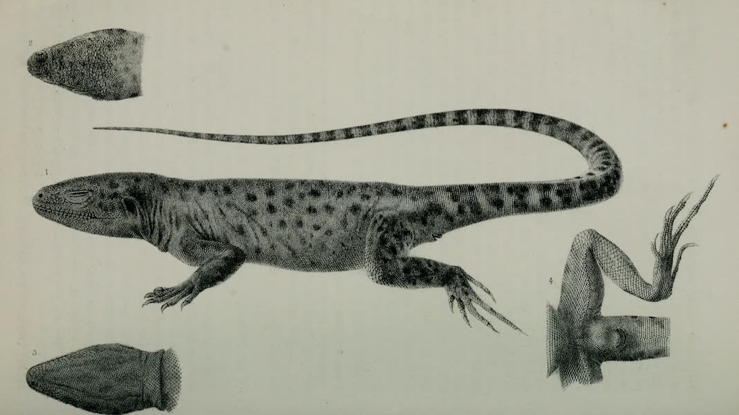 Exploration and Survey of the Valley of the Great Salt Lake of Utah - Reptiles: Crotaphytus Wislizenii, Plate III (1852)