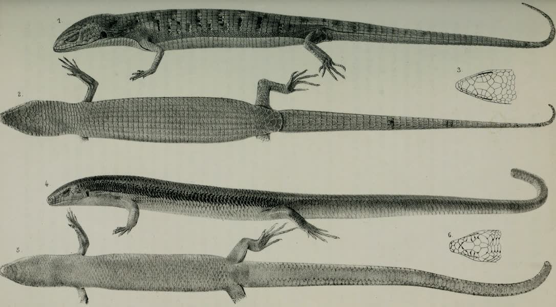 Exploration and Survey of the Valley of the Great Salt Lake of Utah - Reptiles: Elgaria ScincicauJa - Plestiodon Skeltonianum, Plate IV (1852)