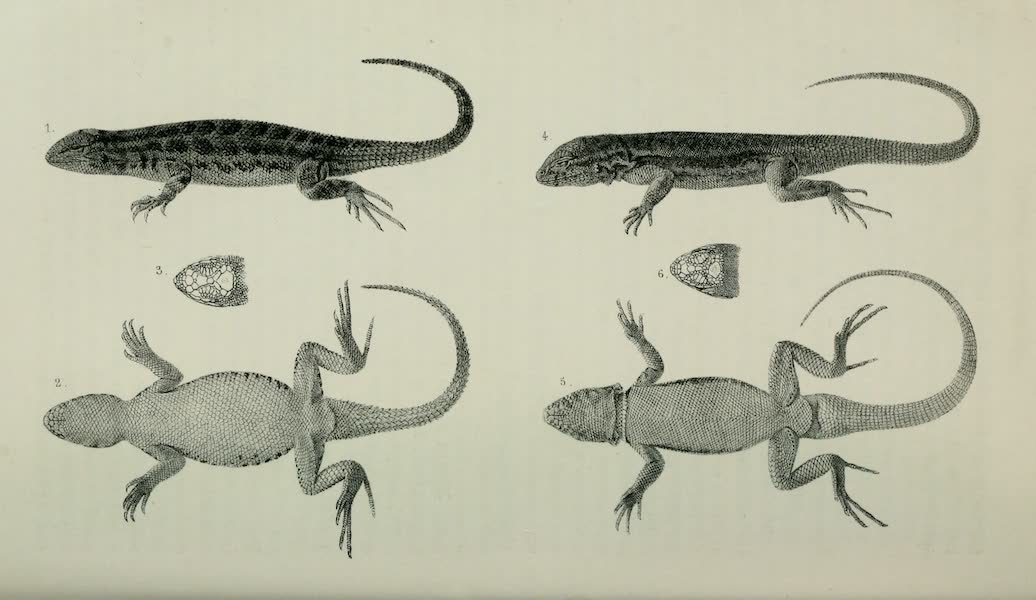 Exploration and Survey of the Valley of the Great Salt Lake of Utah - Reptiles: Sceloporus Graciosus - Uta Stansburiana, Plate V (1852)