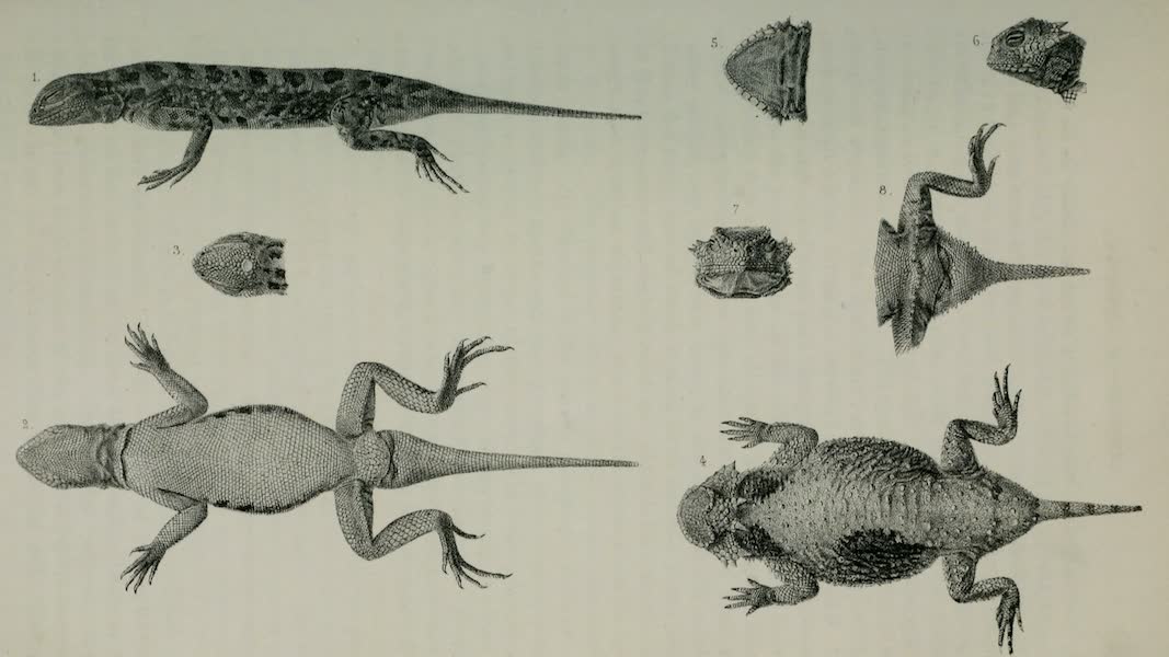 Exploration and Survey of the Valley of the Great Salt Lake of Utah - Reptiles: Holbrookia Maculata - Phrynosoma Modesta, Plate VI (1852)