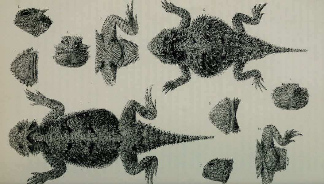 Exploration and Survey of the Valley of the Great Salt Lake of Utah - Reptiles: Phrynosoma Platyrhinos - Phrynosoma Douglassii, Plate VII (1852)