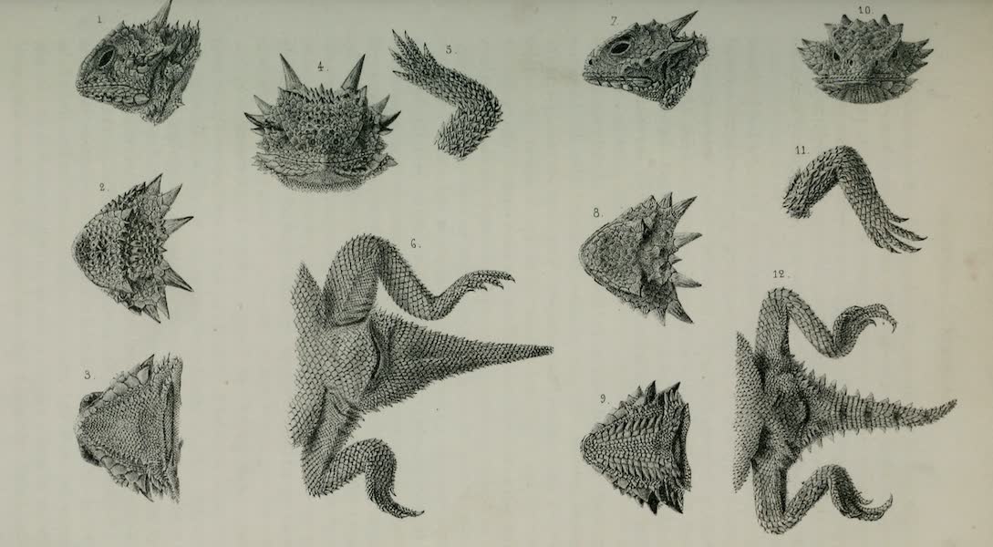 Exploration and Survey of the Valley of the Great Salt Lake of Utah - Reptiles: Phrynosoma Cornuta - Phrynosoma Coronata, Plate VIII (1852)