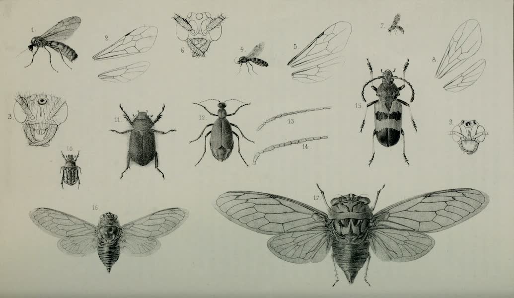 Exploration and Survey of the Valley of the Great Salt Lake of Utah - Insects: Labidus Saji - L. Harrisii - L. Melshajmeri - Euphoria Cernii - Cotalpa Granicollis - Henous Techanus - Megaderus Corallifer - Cicada Striatipes - C. Rer., Plate IX (1852)