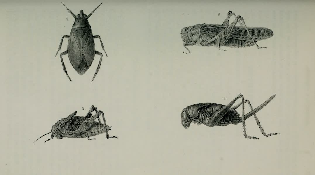 Exploration and Survey of the Valley of the Great Salt Lake of Utah - Insects: Zaitha Bifoveata - Oedipoda Corallipes - Ephippiger Trivavensis - Anabrus Simplex, Plate X (1852)