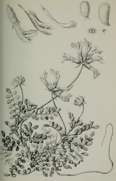 Exploration and Survey of the Valley of the Great Salt Lake of Utah - Plants: Phaca Mollissima, Plate II (1852)