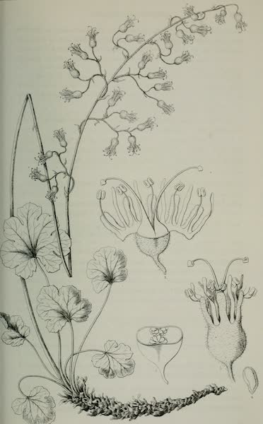 Exploration and Survey of the Valley of the Great Salt Lake of Utah - Plants: Heuchera Rubescens, Plate V (1852)