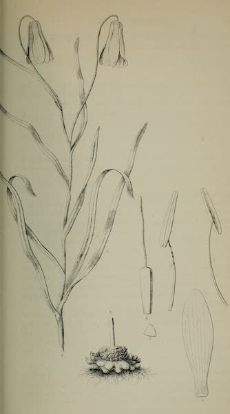 Exploration and Survey of the Valley of the Great Salt Lake of Utah - Plants: Amblirion Pudicum, Plate IX (1852)