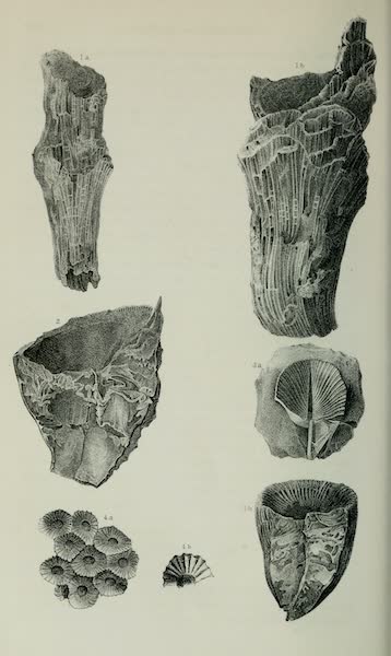 Exploration and Survey of the Valley of the Great Salt Lake of Utah - Paleontology: Corals - Ctathophyllidaae: Faviphyllum? rugosum, (n. sp.) F multilamella F. Stansburii - Lithostrontion - (sp. indet.), Plate I (1852)