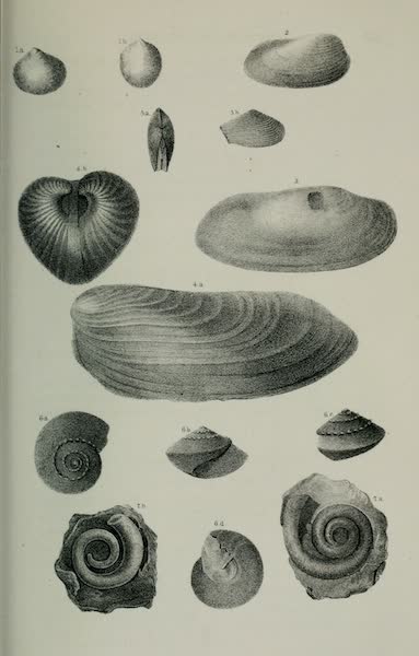 Exploration and Survey of the Valley of the Great Salt Lake of Utah - Paleontology: Brachiopoda: Terrebratula subtilita - Spirifer hemiplicata. S. octoplicata - S. triplicata, Plate II (1852)