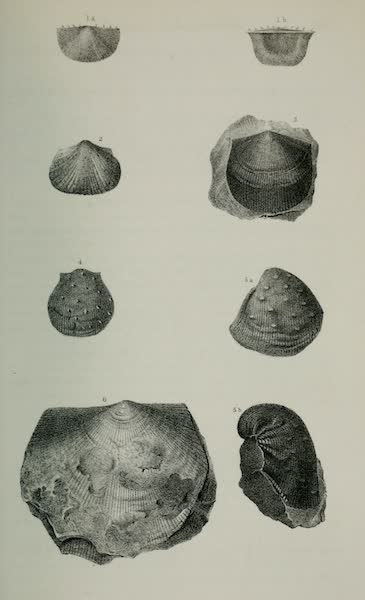Exploration and Survey of the Valley of the Great Salt Lake of Utah - Paleontology: Brachiopoda: Chonetes variolata - Productus costatus - P. semireticulatus P. - (sp. indet.) Orthis umbraculum ? Plate III (1852)