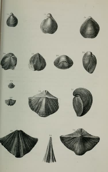 Exploration and Survey of the Valley of the Great Salt Lake of Utah - Paleontology: Acephala: Avicula? custa. Tellenomya protensa - Cypricardia occidentalis. Allorisma terminalis, (n. sp.) - Nucula arata, (n. sp.). GASTEROPODA: Pleurotomaria coronula, (n. sp.) Euomphalus subplanug, Plate IV (1852)