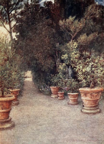 The Ilex Walk, Mlla dell' Ombrellino San Domenico in April