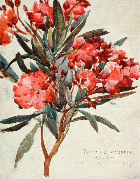 Florence & Some Tuscan Cities Painted and Described - Study of Pink Oleander Blossom, the "Mazza di San Guiseppe" (1905)