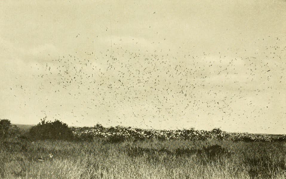 Florida, the Land of Enchantment - Birds Rising from a Florida Rookery (1918)