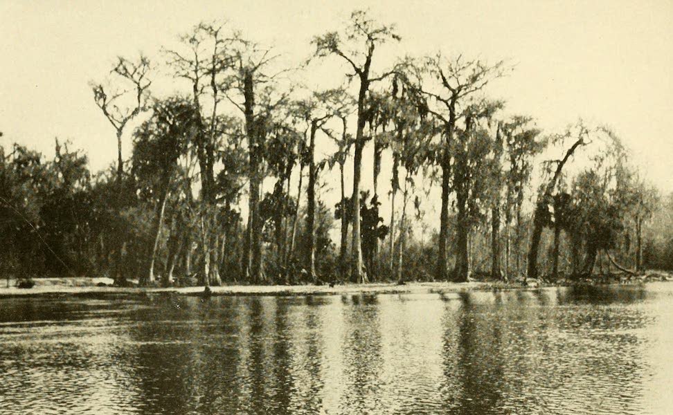 A Cypress Swamp Along the Ocklawaha River