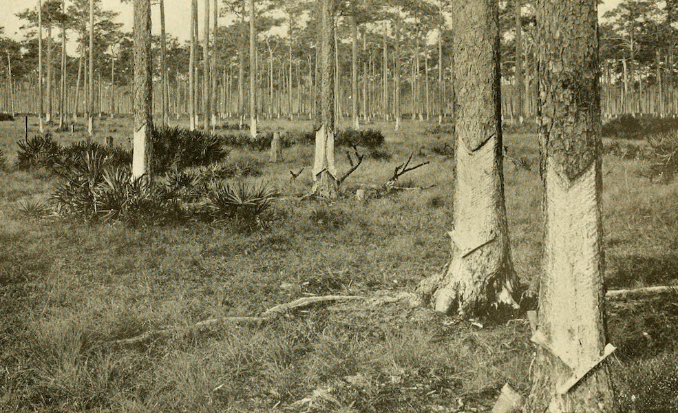 A Turpentine Grove