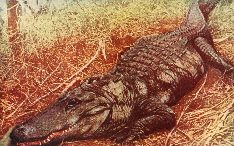 A Florida Alligator