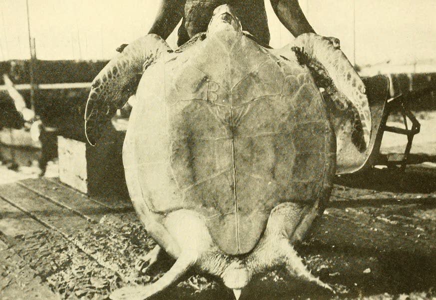 Florida, the Land of Enchantment - A Big Turtle Ready for Market (1918)