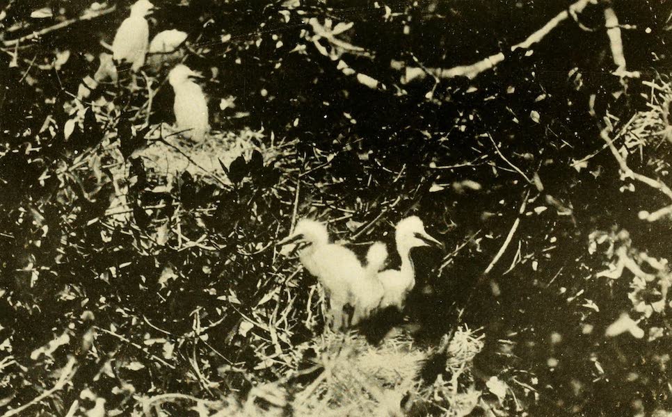 Baby Egrets