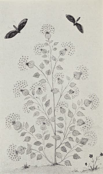 Gardens of the Great Mughals - XXX. Flowers and Butterflies (1913)
