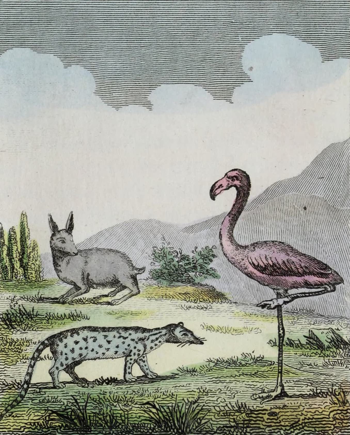 Geographie Vivante, ou, Tableaux Raisonnes - Le Lapin, la Genette, Le Flammant (1821)