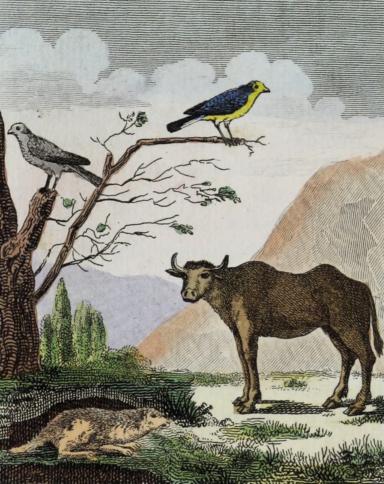Geographie Vivante, ou, Tableaux Raisonnes - Les Bee-figues, la Marmotte, le Buffle (1821)