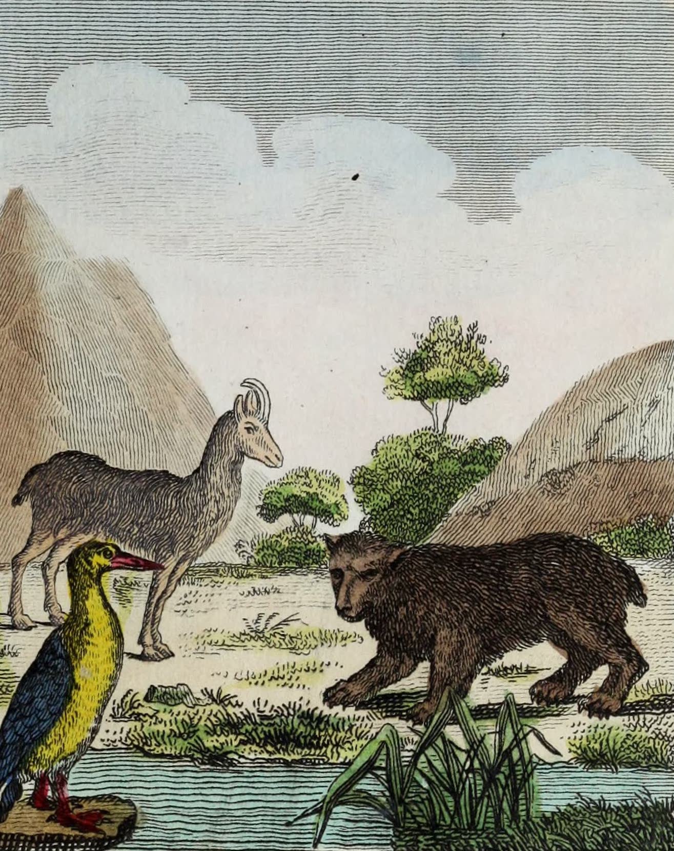Geographie Vivante, ou, Tableaux Raisonnes - Le Plongeon, le Chamois, l'Ours (1821)