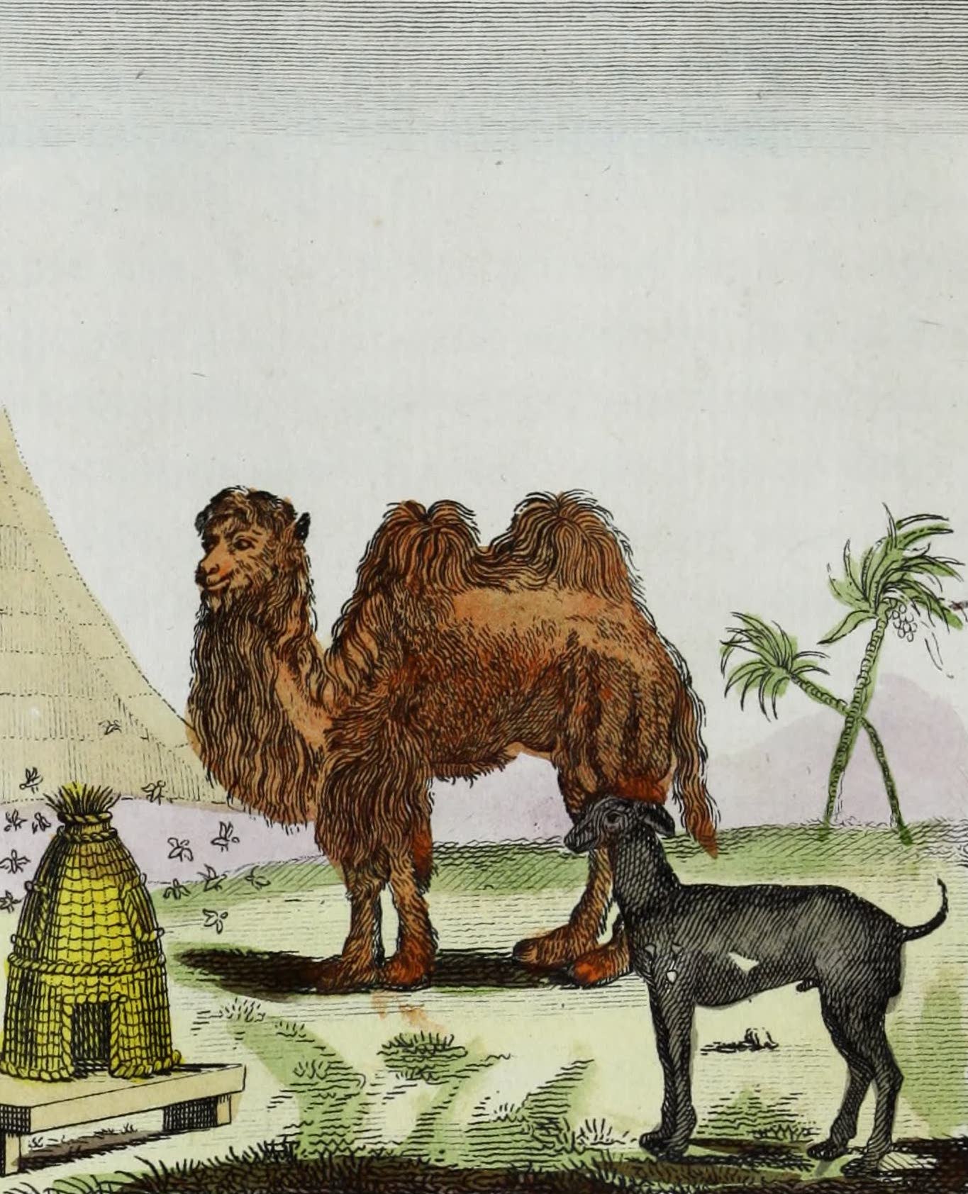 Geographie Vivante, ou, Tableaux Raisonnes - Le Chameau, le Chien Turc, les Abeilles (1821)